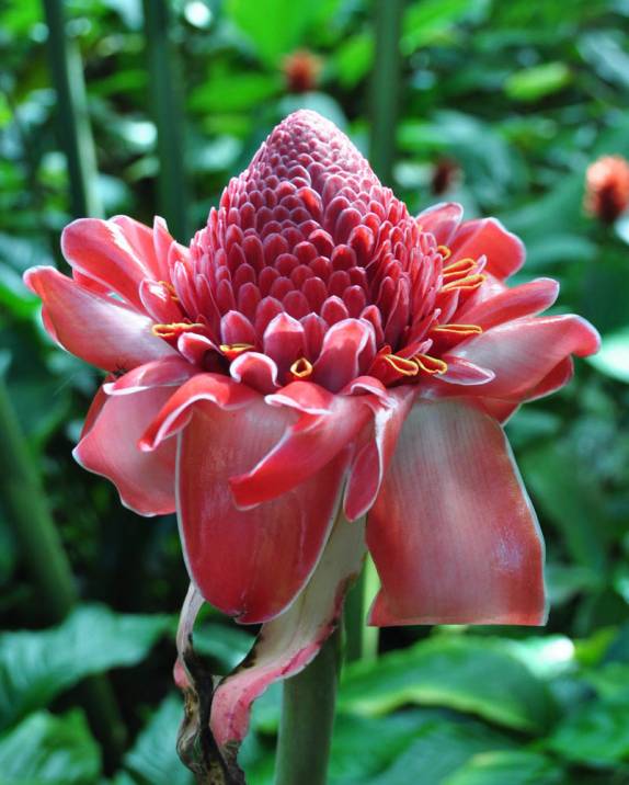 Flores de todas as cores e formas no magnífico  Jardim Botânico de Hilo, em Big Island, no Hawaii